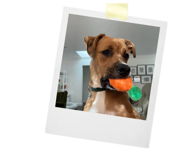 Clifford, J. O'Neill's dog, carrying a stuffed toy